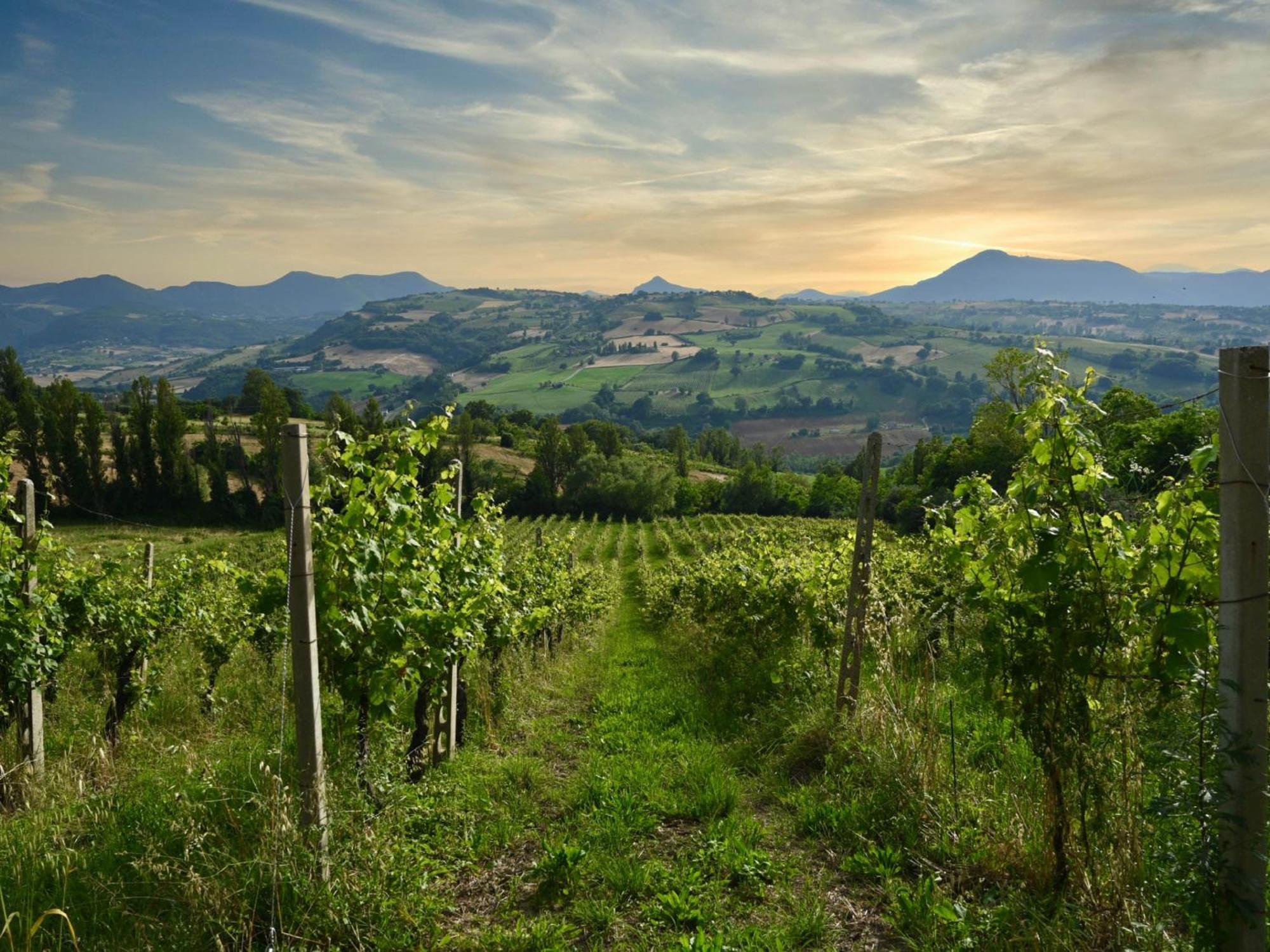 Villa Verdicchio - B&B With Wellness For Winelovers Cupramontana Exterior foto